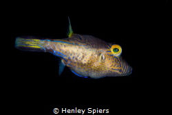 Sharpnose Puffer by Henley Spiers 